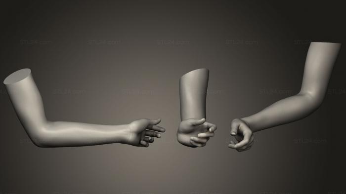Анатомия скелеты и черепа (Поза женской руки 5, ANTM_0535) 3D модель для ЧПУ станка